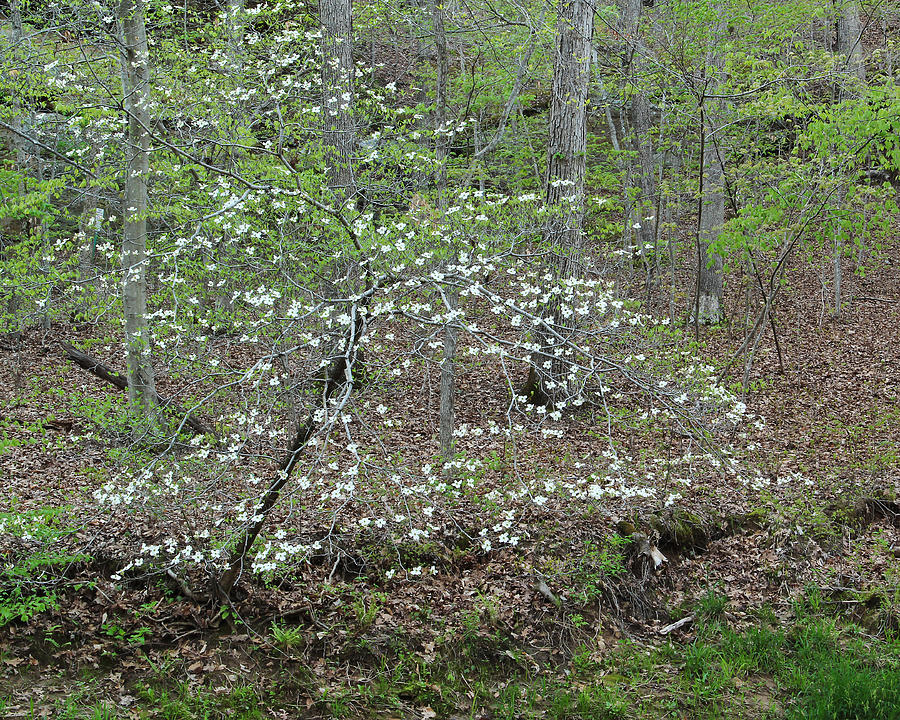 Dogwood in Bloom on the Banks of Piney Creek Photograph by Greg Matchick