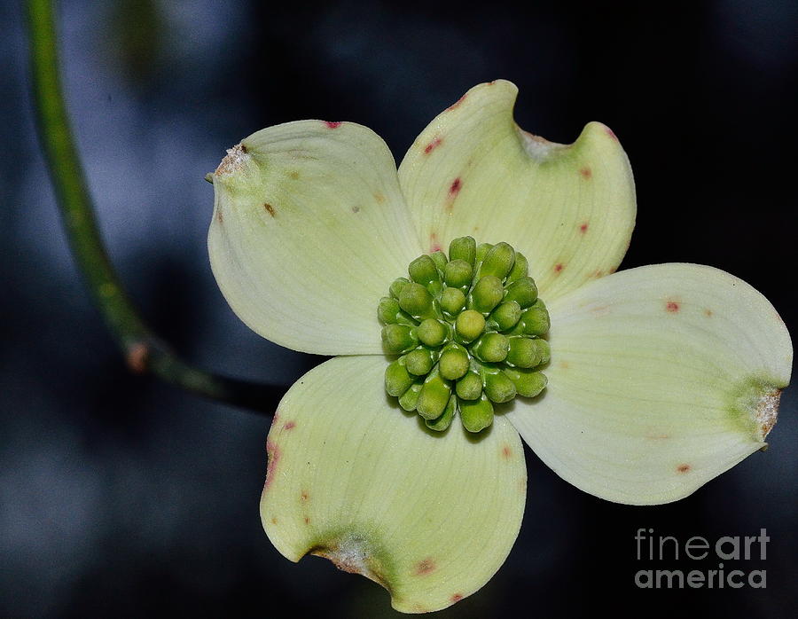 Dogwood in Blue Bloom Photograph by Wayne Nielsen - Pixels