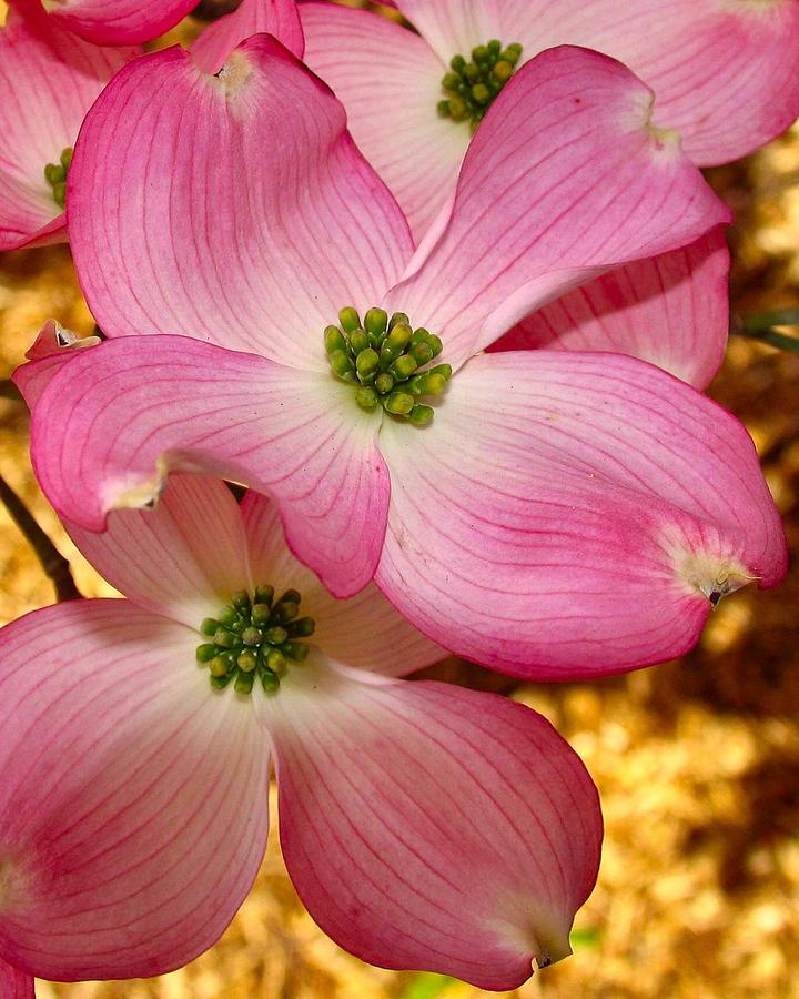 Dogwood in Pink Photograph by Roger Becker