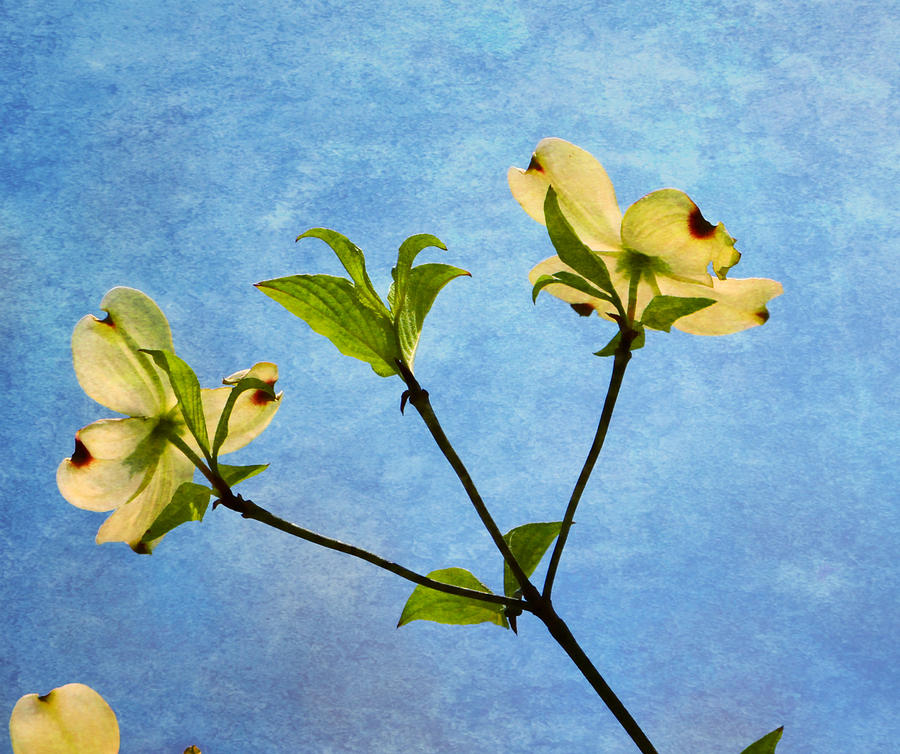 Dogwood In Spring Photograph by Deena Stoddard