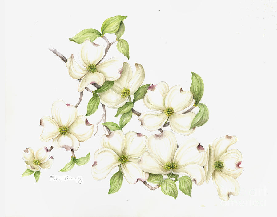 Dogwood in Spring Painting by Fran Henig
