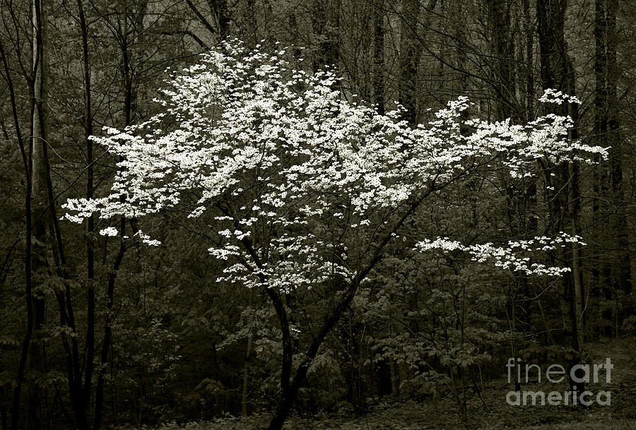 Dogwood in Spring Photograph by Timothy Johnson