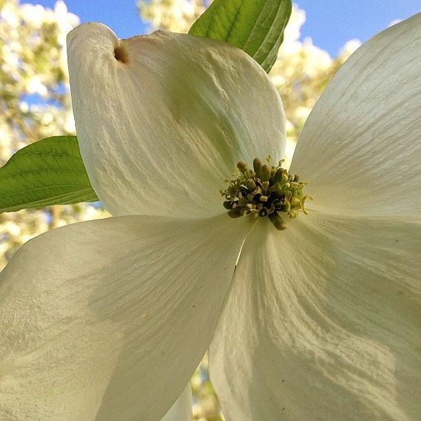 Floral Photograph - Dogwood In The Front Yard Is Looking by Craig Szymanski