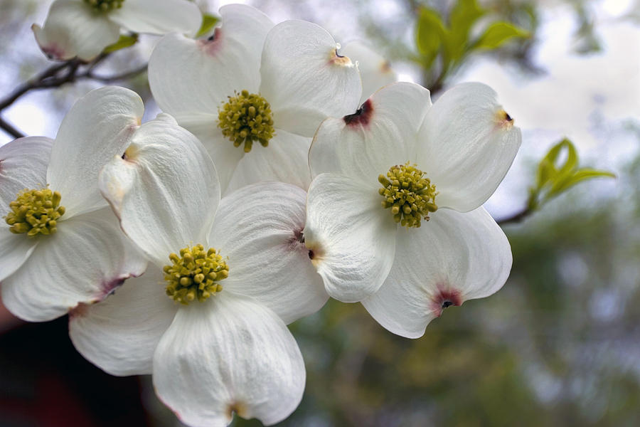 Spring Photograph - Dogwood In The Wind by Gene Walls