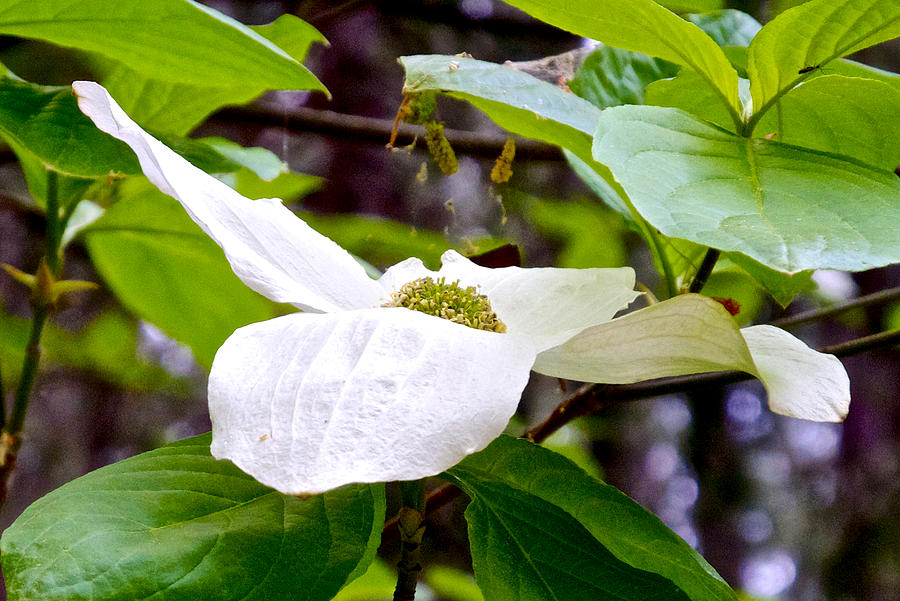 Dogwood in Yosemite Valley, California Photograph by Ruth Hager