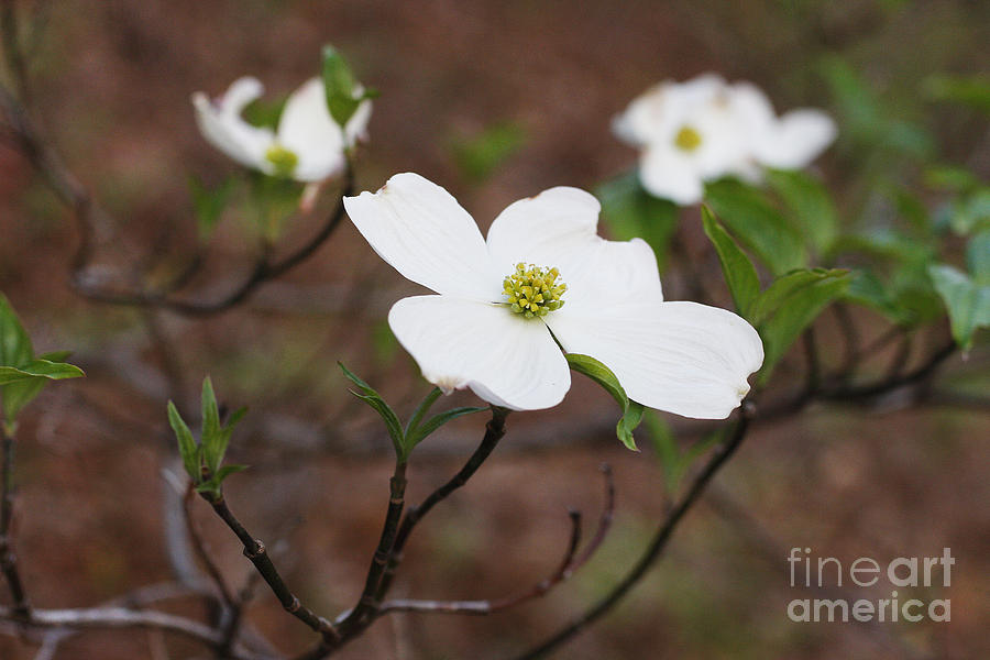 Spring Photograph - Dogwood by Jonathan Welch
