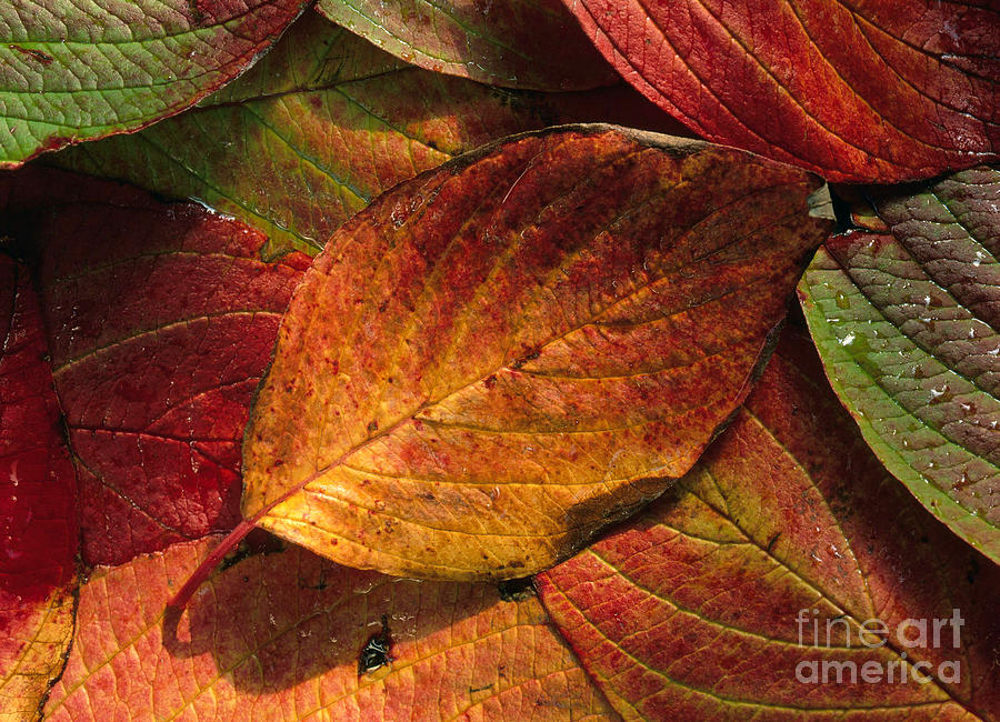 Dogwood Leaves In Autumn Photograph by K. G. Vock
