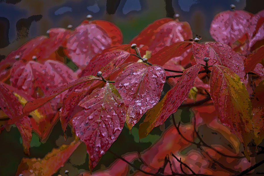 Fall Photograph - Dogwood leaves in autumn rain by Frank Tozier