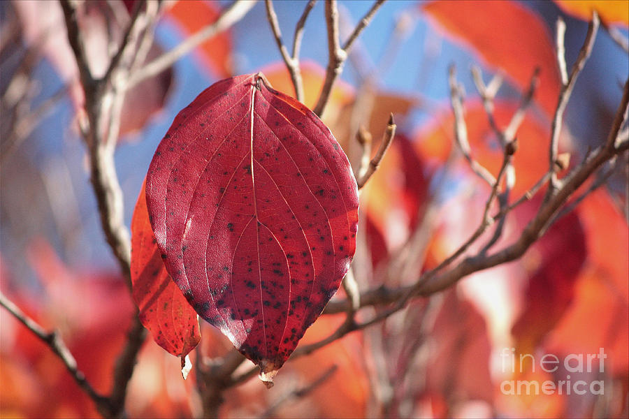 Fall Photograph - Dogwood  Leaves   by Luv Photography