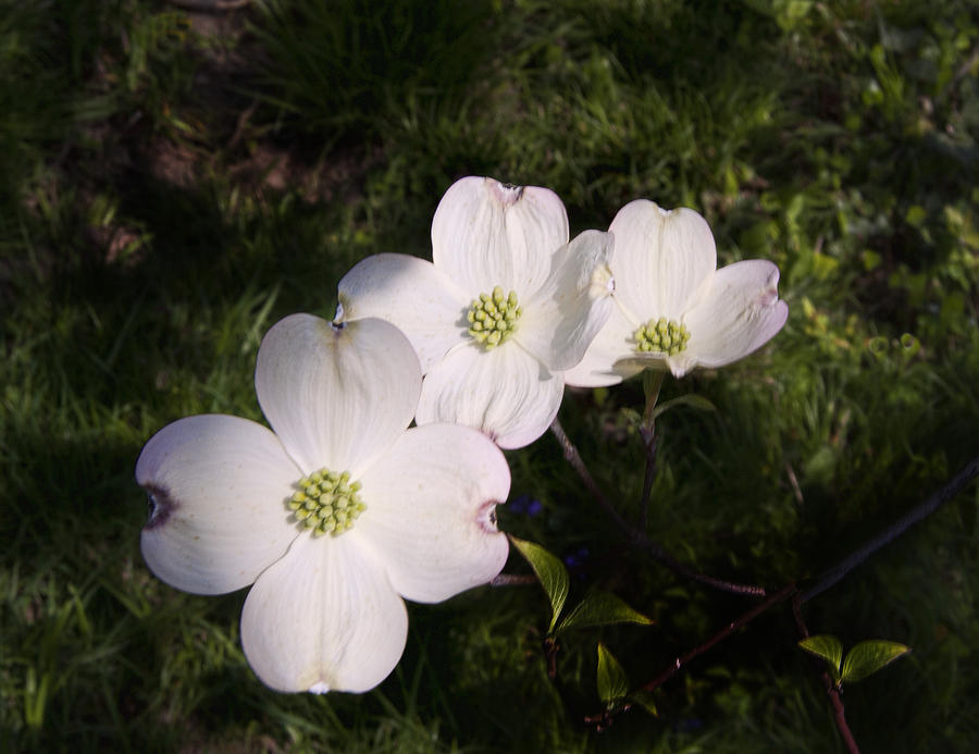 Spring Photograph - Dogwood by Phyllis Taylor