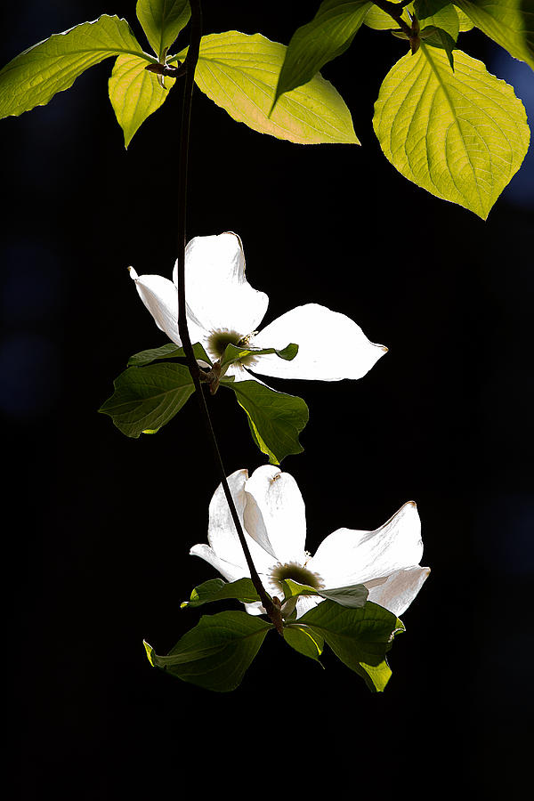 Dogwood Reaching For The Sun Photograph by Robert Woodward