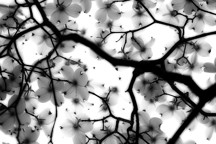 Flowers Photograph - Dogwood by Sarah Wright Flowers Photograph - Dogwood by Sarah Wright