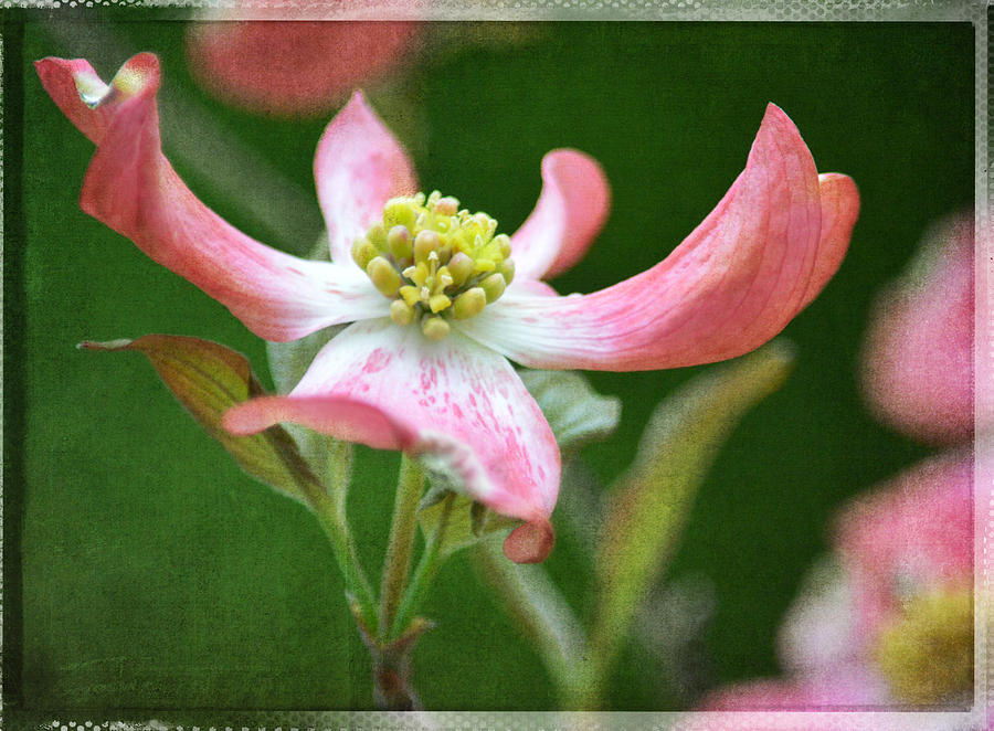 Dogwood Season Number Five Photograph by Lena Wilhite