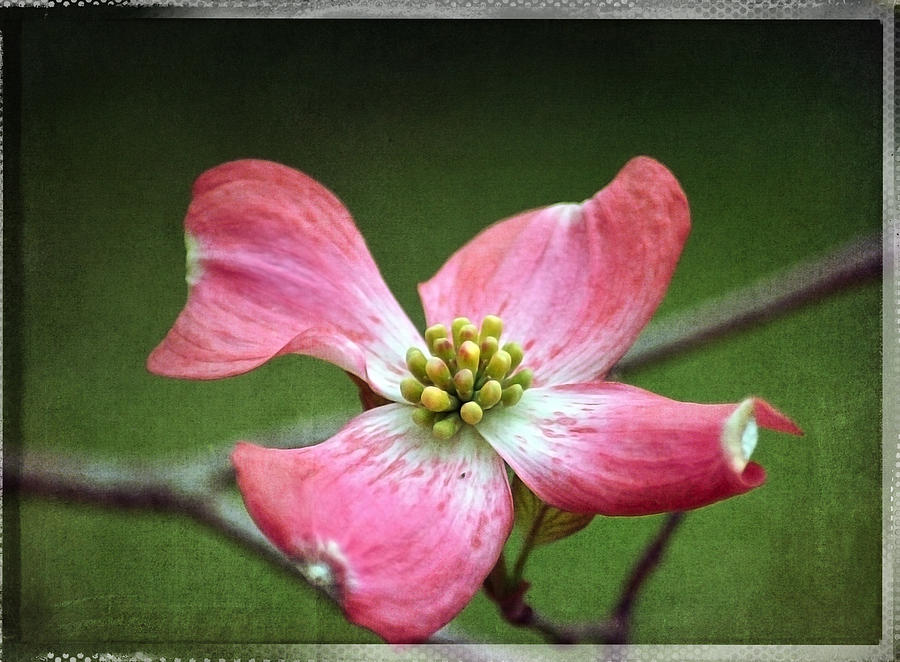 Dogwood Season Number Four Photograph by Lena Wilhite