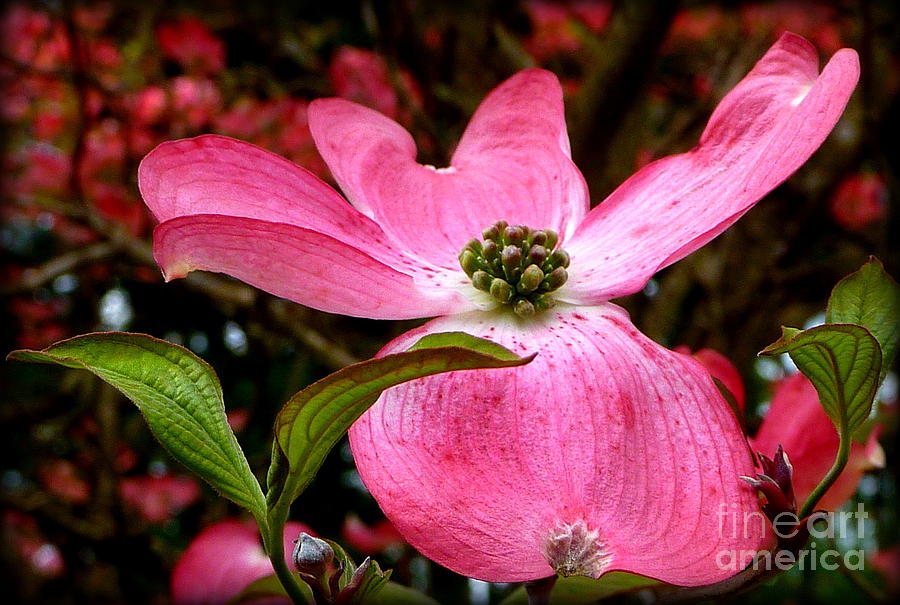 Dogwood Shows Pink Photograph by Susan Garren