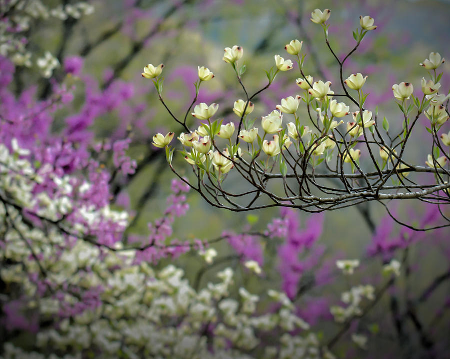 Dogwood Spring Photograph by James Barber