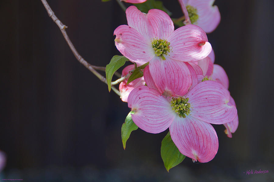 Dogwood Spring Photograph by Mick Anderson