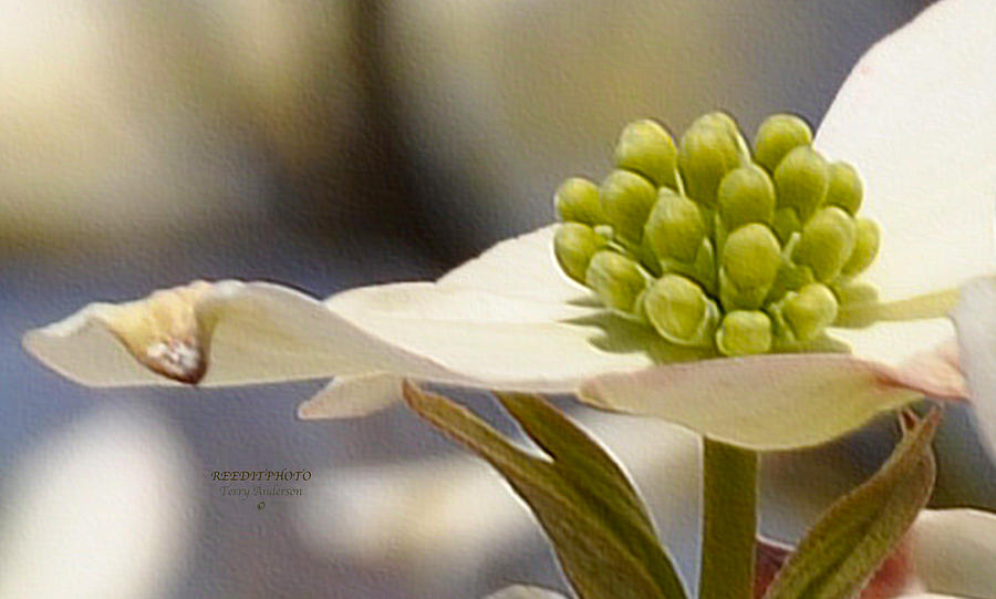 Dogwood Spring Photograph by Terry Anderson