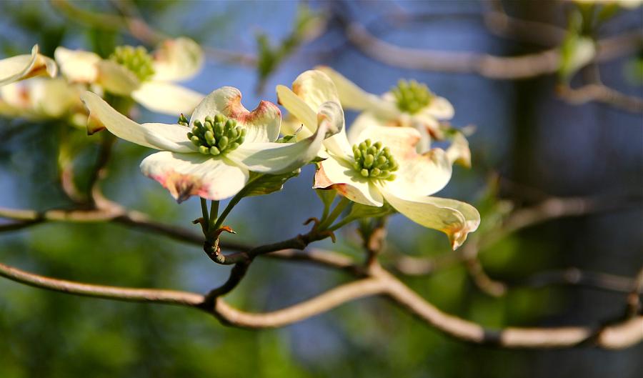 Dogwood Photograph by Tracy Male