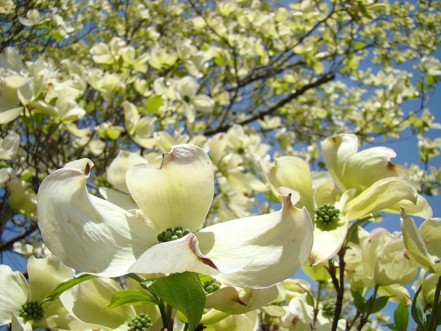 Dogwood Tree Flowering Art Prints Spring White Dogwoods Photograph