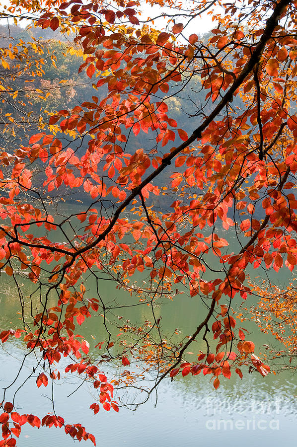 Dogwood Tree Photograph by Kenneth Murray