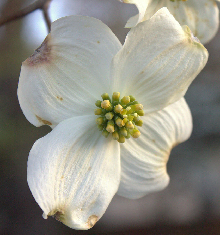 Dogwood Tree Photograph by Shannon Louder - Fine Art America