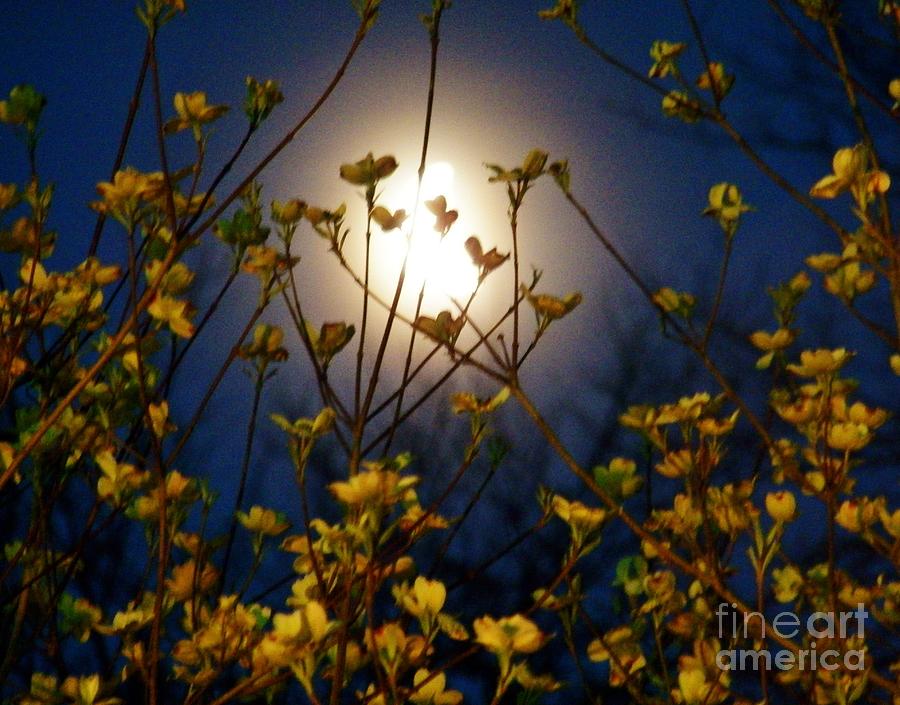 Dogwoods and Moonlight Photograph by Judy Via-Wolff