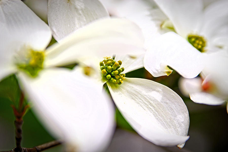 Dogwoods Photograph by Mary Timman