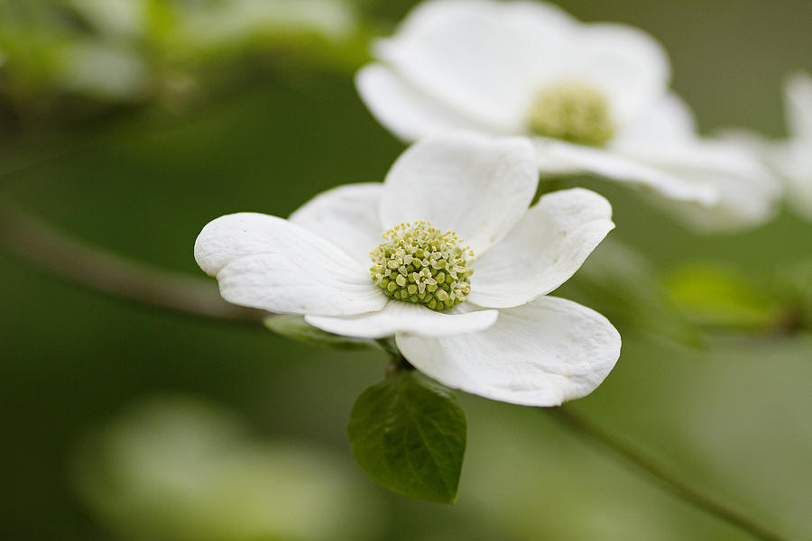 Spring Photograph - Dogwoods by Rebecca Cozart