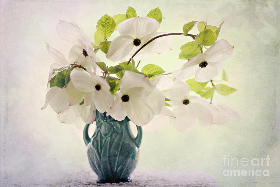 Dogwoods Photograph by Sylvia Cook