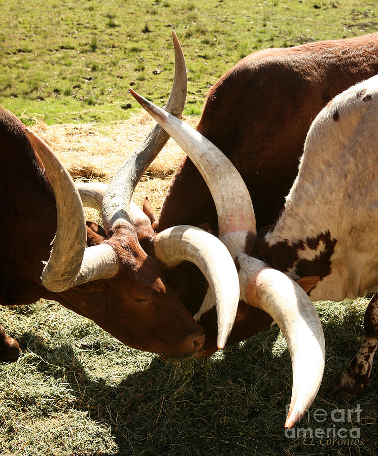 Cow Photograph - Doing the Watusi by Carol Lynn Coronios