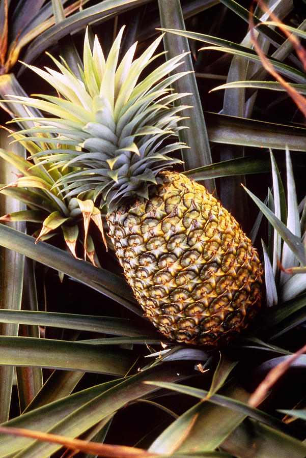 Pineapple Photograph - Dole Pineapple Plantation, Oahu, Hawaii by Ned Haines