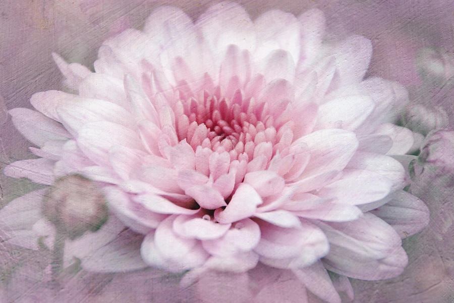 Dolled-up Dahlias Photograph by Leda Robertson
