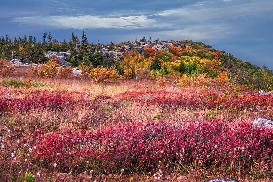 Dolly Sods Autumn Colors Photograph by Mary Almond