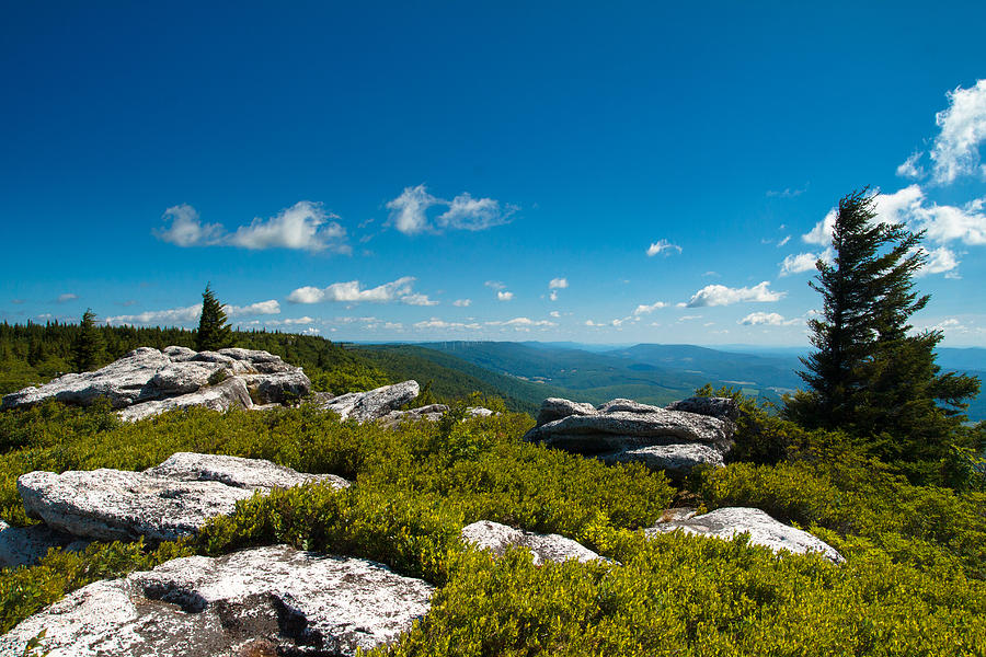 Tree Photograph - Dolly Sods by Shane Holsclaw