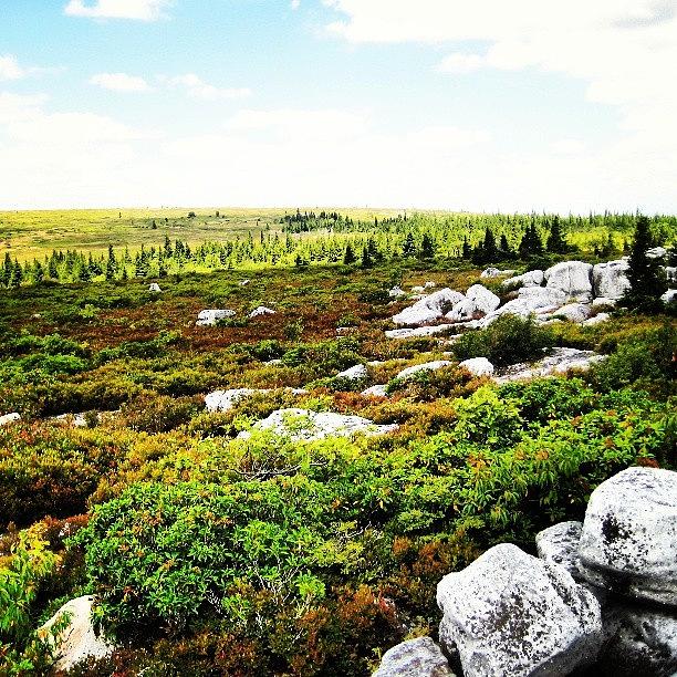 Dolly Sods, West Virginia High Country Photograph by Reid Nelson
