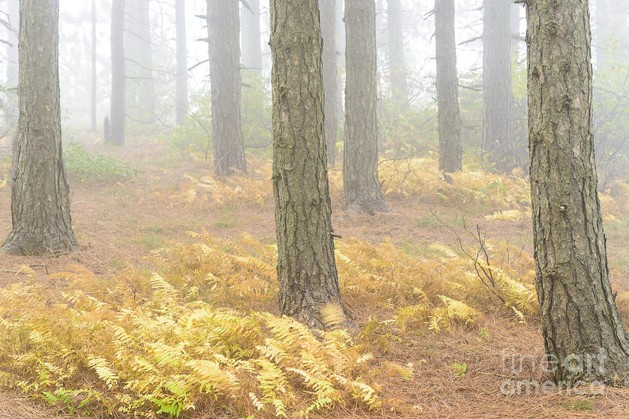 Fall Photograph - Dolly Sods Wilderness Autumn Fog by Thomas R Fletcher