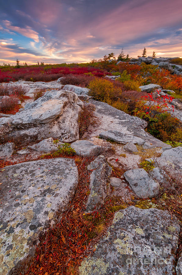 Fall Photograph - Dolly Sods Wilderness D30019841 by Kevin Funk
