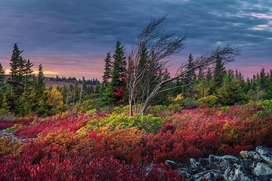 Dolly Sods Windswept Sunset Photograph by Mary Almond