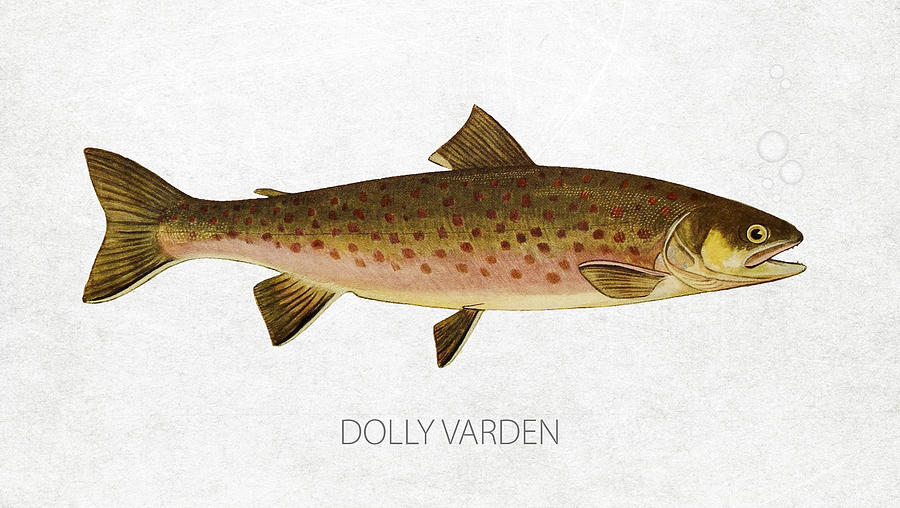 Salmon Digital Art - Dolly Varden by Aged Pixel