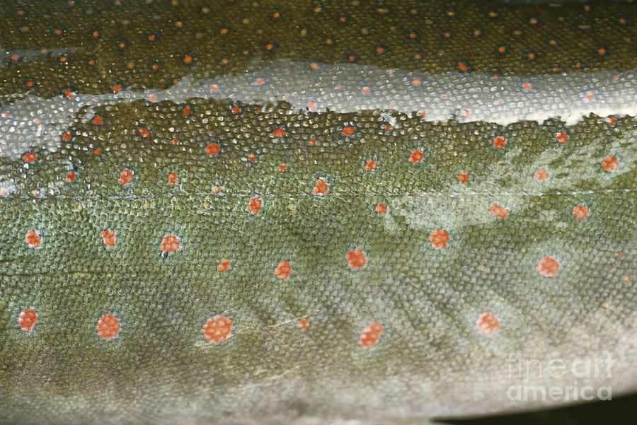 Dolly Varden Trout, Skin Detail Photograph by William H. Mullins