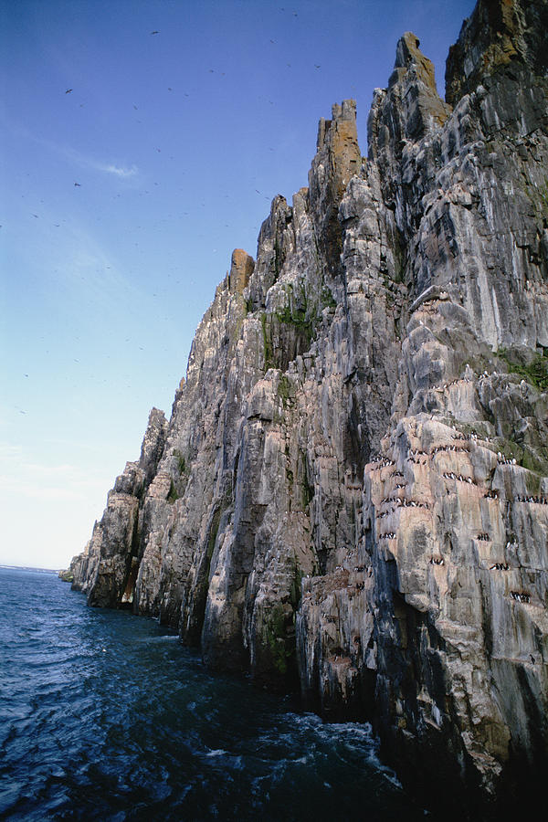 Dolomite Cliff With Guillemot Colony Photograph by Tui De Roy