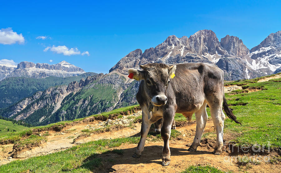 Dolomiti - alpine pasture Photograph by Antonio Scarpi