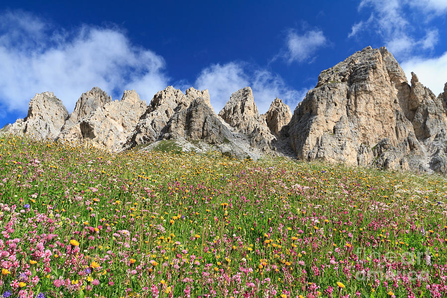 Dolomiti - flowered meadow  Photograph by Antonio Scarpi
