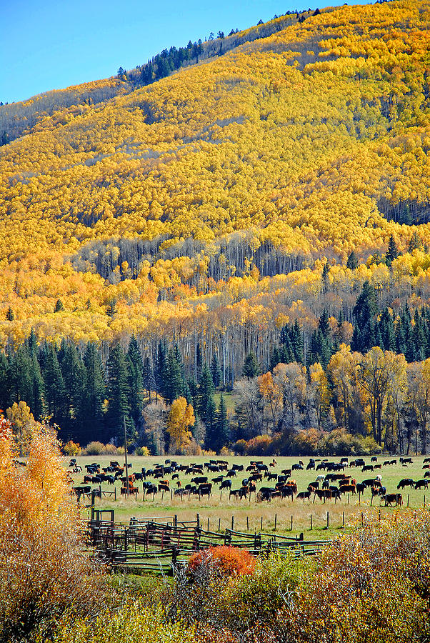 Dolores River Ranch Fall 02 Photograph by JustJeffAz Photography