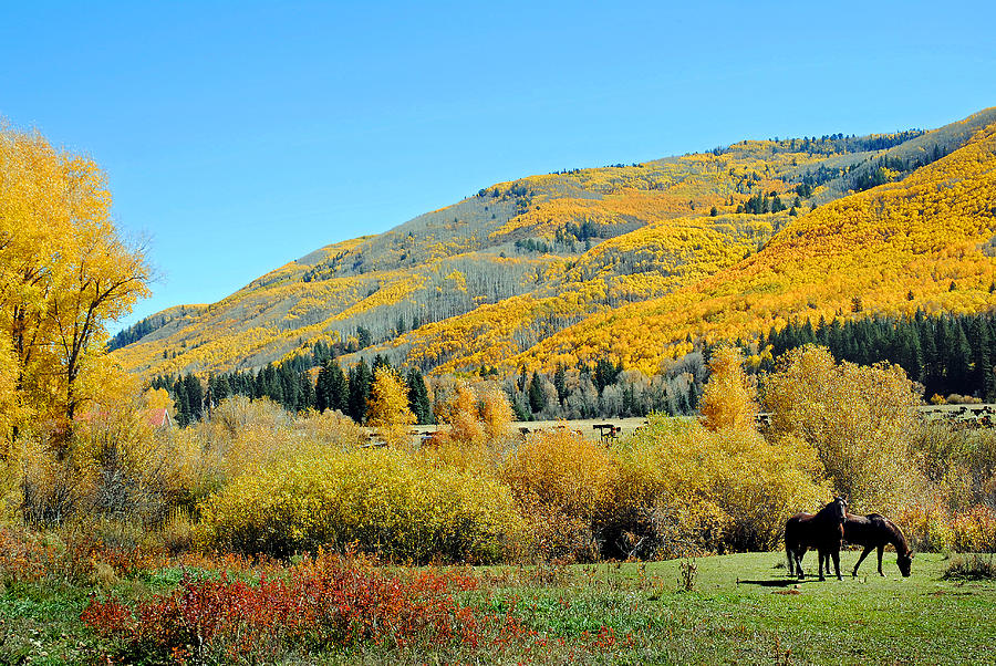 Dolores River Ranch Fall 11  Photograph by JustJeffAz Photography