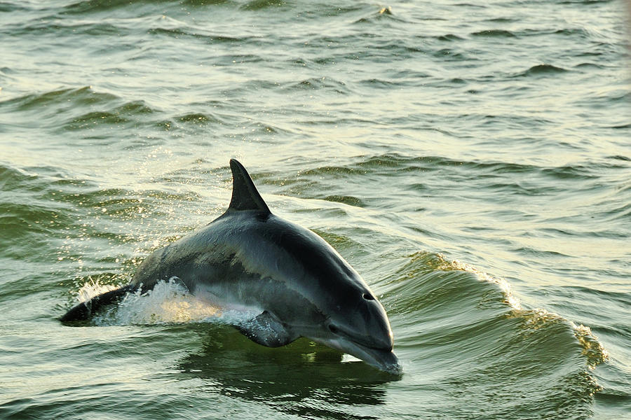 Dolphin At Dusk Photograph by Albert G. Butzer