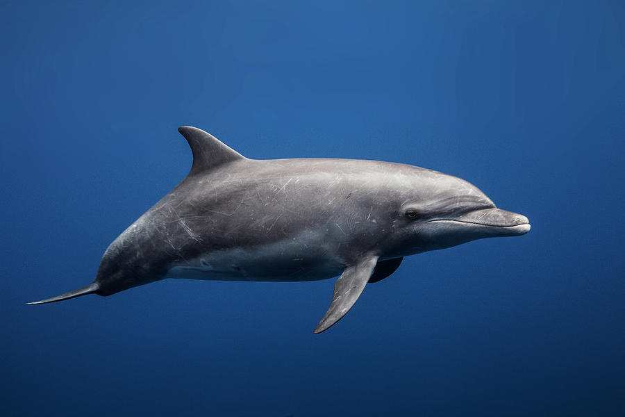 Dolphin Photograph by Barathieu Gabriel