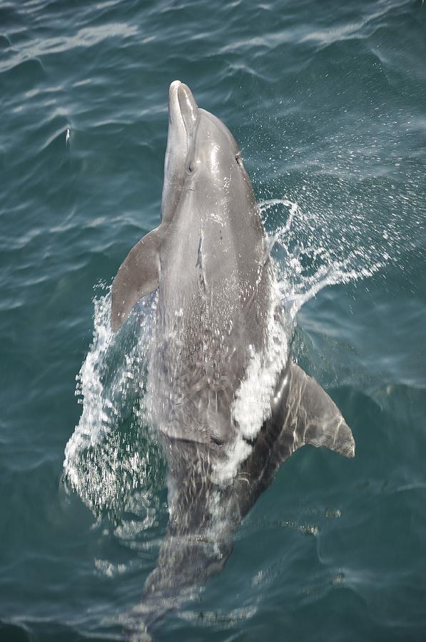Dolphin Breaching Photograph by Bradford Martin