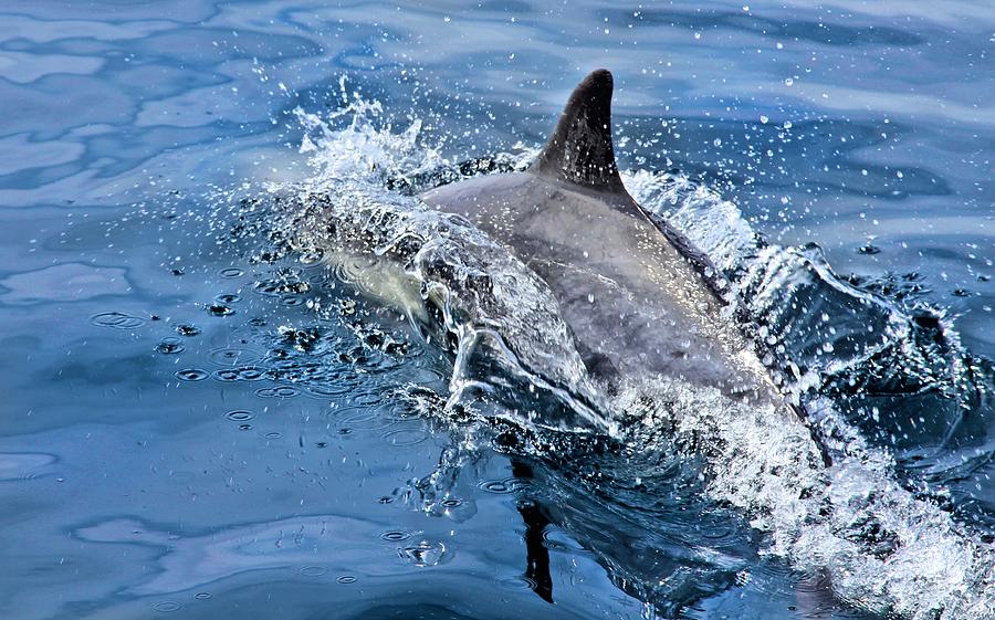 Dolphin Breaching Photograph by Jane Girardot